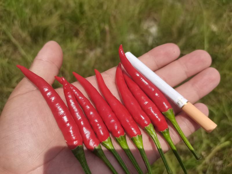 红辣椒新52
