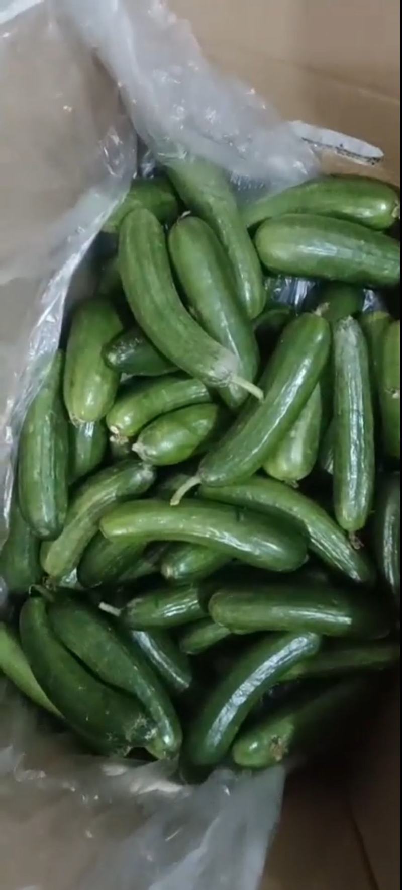 黄瓜扭水果黄瓜次品山东菏泽小黄瓜种植基地