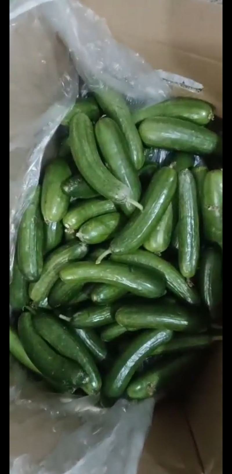 黄瓜扭水果黄瓜次品山东菏泽小黄瓜种植基地