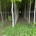 急出潍坊红枫基地5-8-10-公分美国红枫红枫树苗