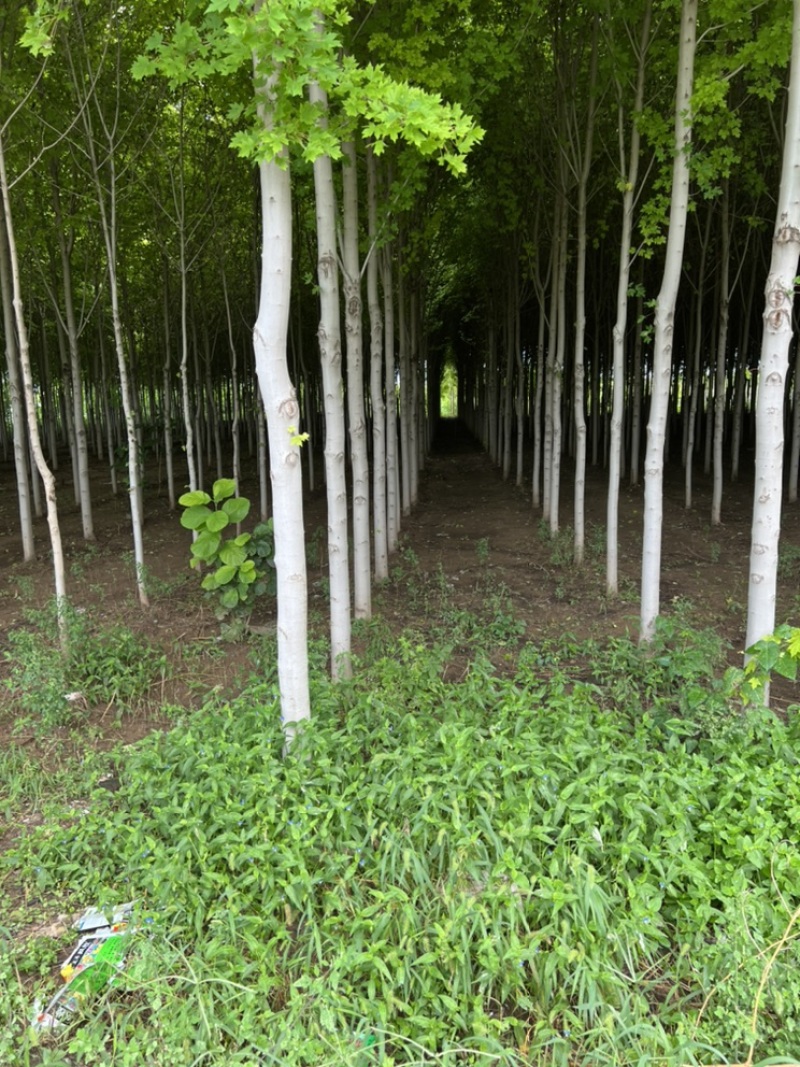 急出潍坊红枫基地5-8-10-公分美国红枫红枫树苗