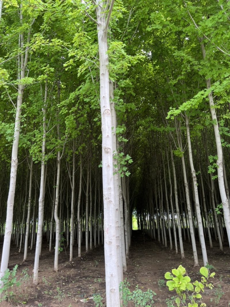 急出潍坊红枫基地5-8-10-公分美国红枫红枫树苗