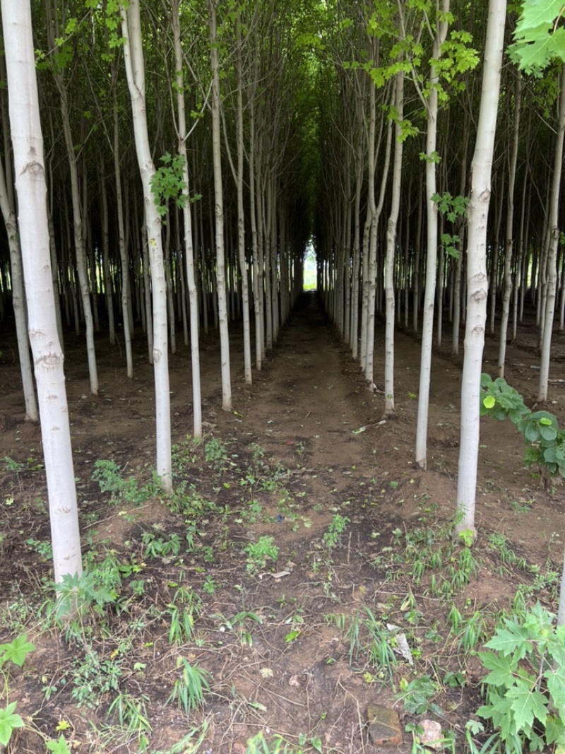 急出潍坊红枫基地5-8-10-公分美国红枫红枫树苗