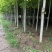 急出潍坊红枫基地5-8-10-公分美国红枫红枫树苗