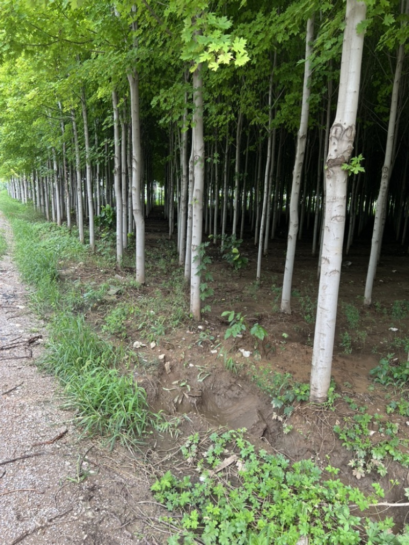 急出潍坊红枫基地5-8-10-公分美国红枫红枫树苗