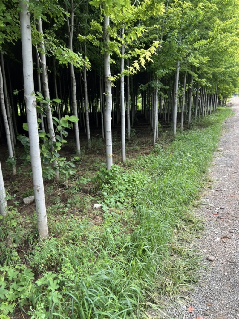 急出潍坊红枫基地5-8-10-公分美国红枫红枫树苗