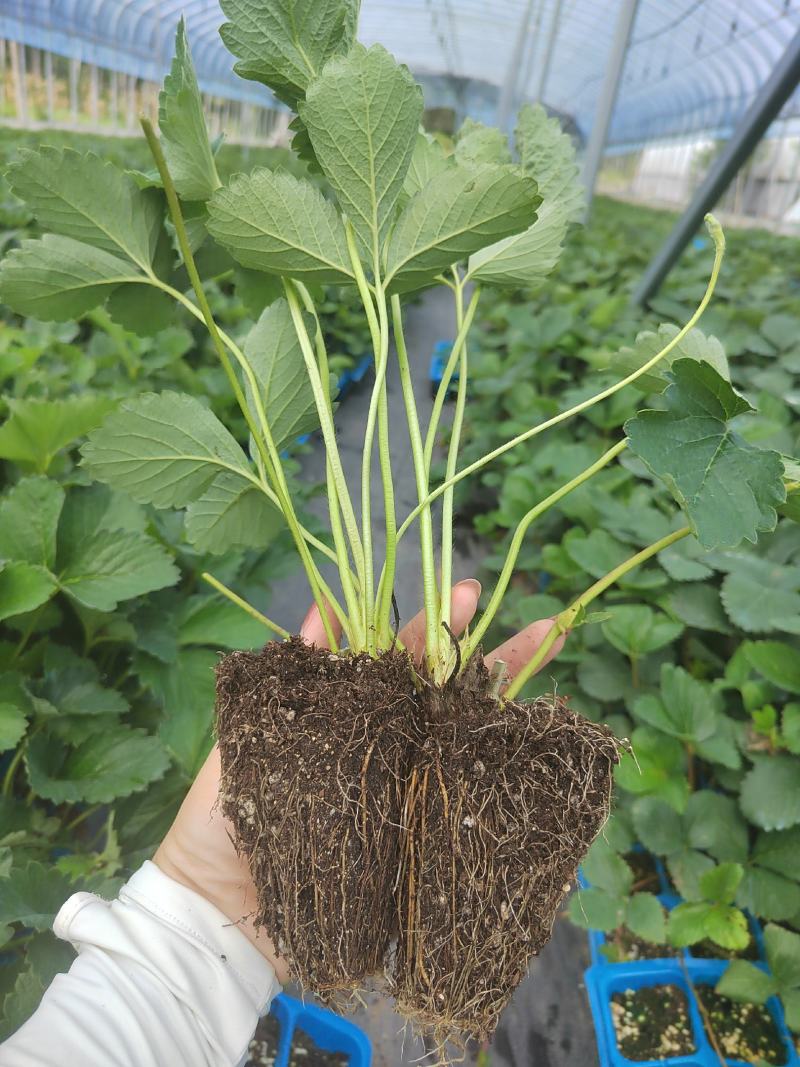 隋珠草莓苗基地现挖现发脱毒育苗根系好包活