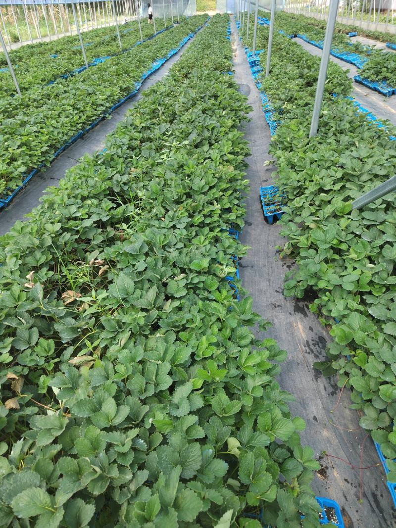 隋珠草莓苗基地现挖现发脱毒育苗根系好包活