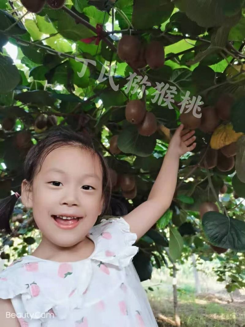 自己果园的徐香猕猴桃马上就要熟啦，欢迎各位老板参观采购