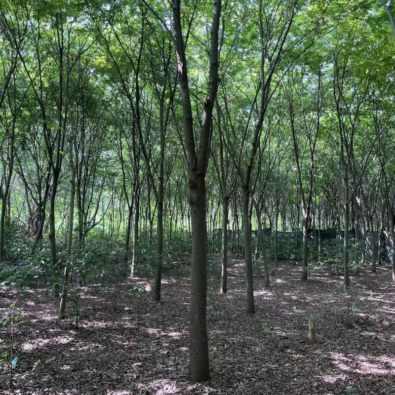 榉树