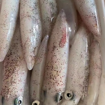 鲜冻小管