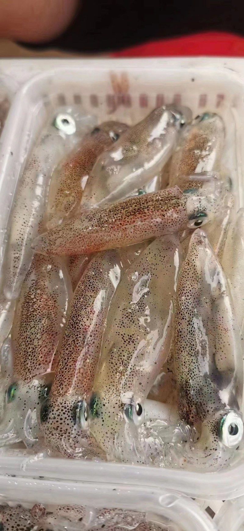 鲜冻小管