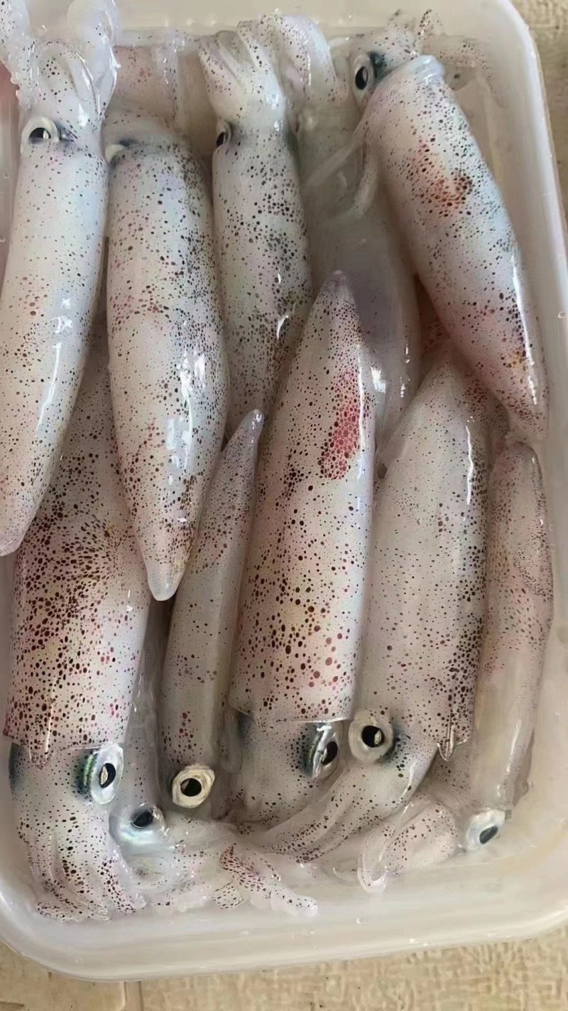 鲜冻小管