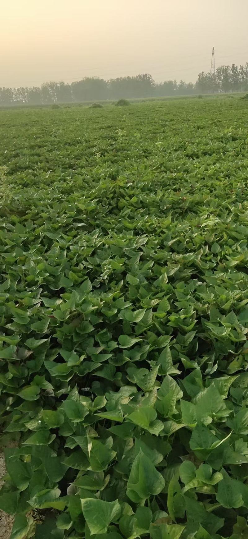 西瓜红薯苗
