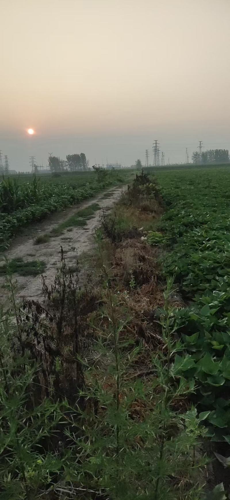 西瓜红薯苗