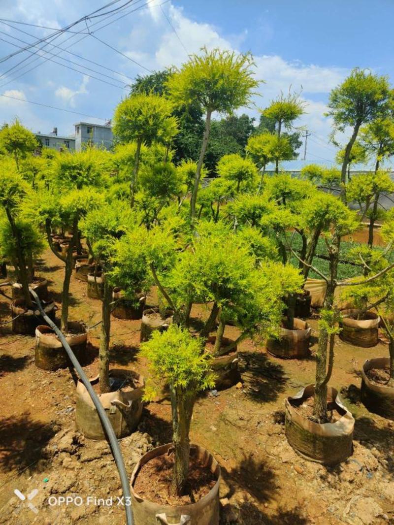 千层金黄金香柳造型景观树。欢迎咨询选购