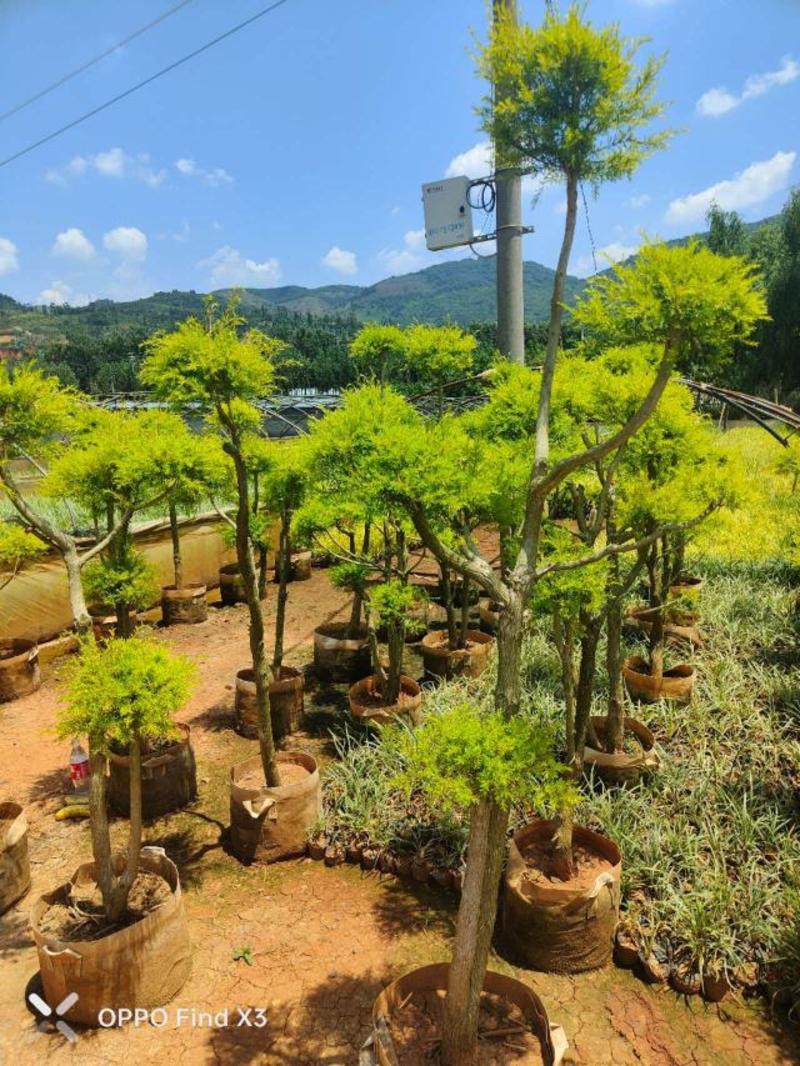 千层金黄金香柳造型景观树。欢迎咨询选购