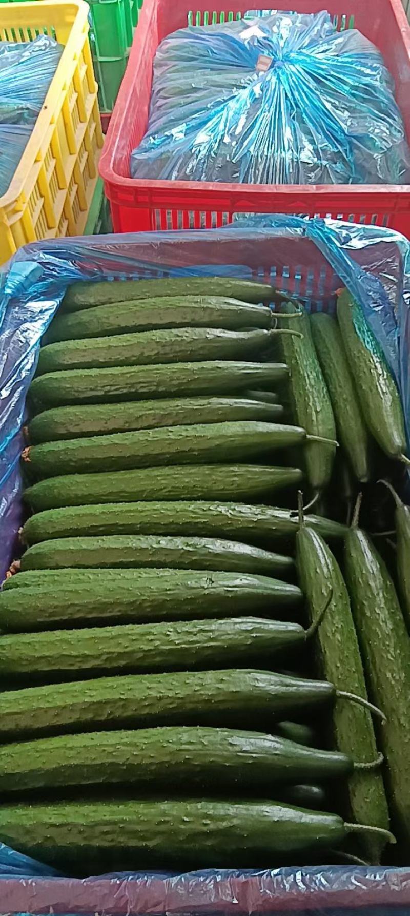 山东密刺油亮黄瓜密刺黄瓜油亮黄瓜