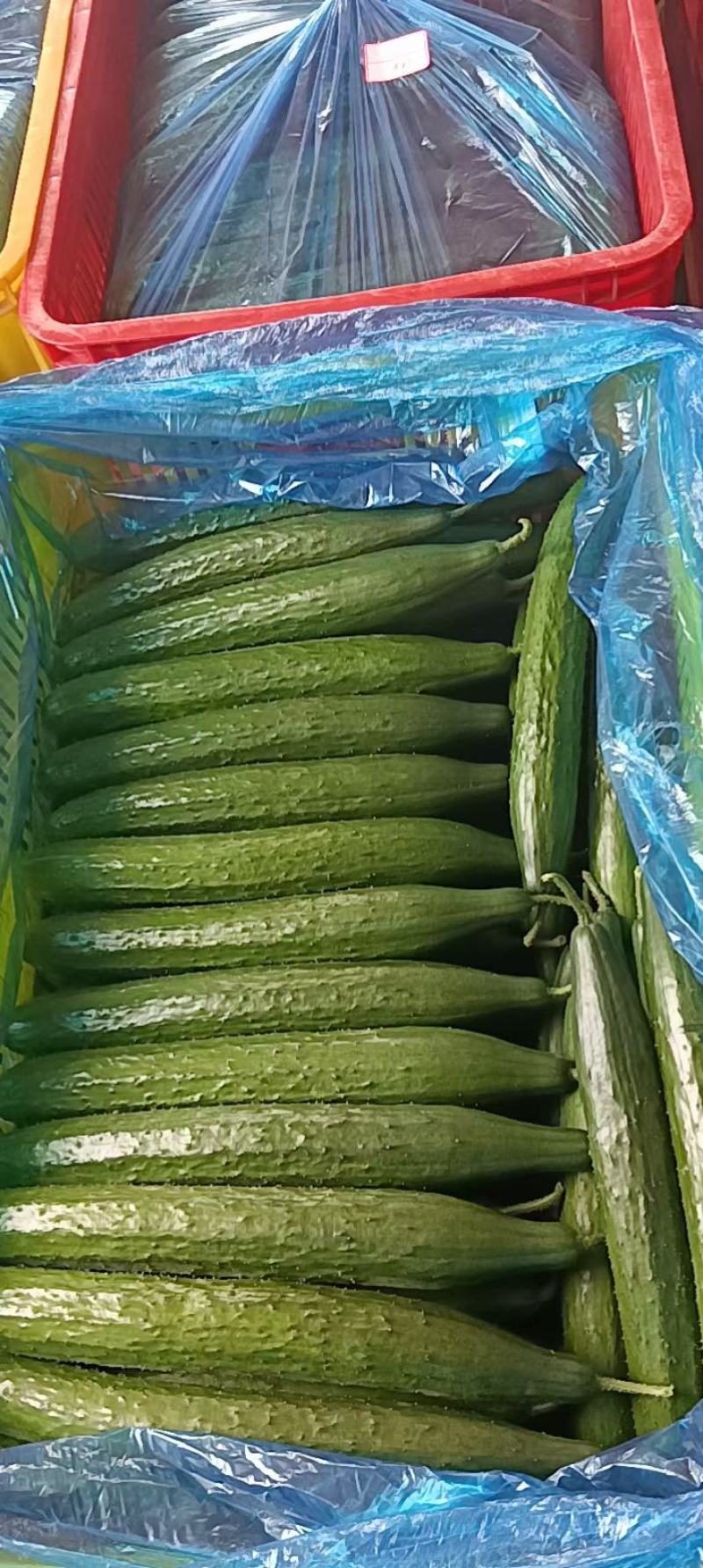 山东密刺油亮黄瓜密刺黄瓜油亮黄瓜