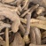 高原纯野生黄连保证质量视频看货量大从优