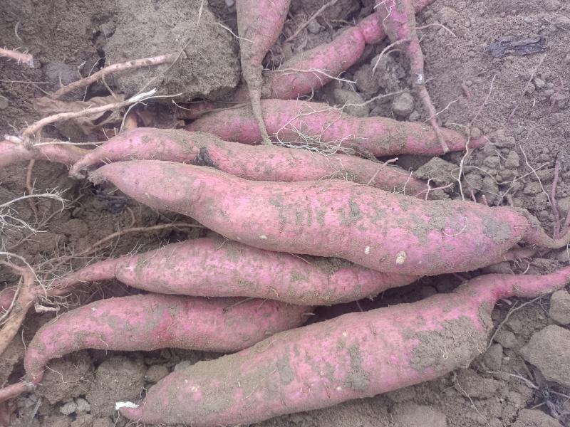 临潼板栗红薯大量上市，，干面甜无丝，保证质量，现挖现卖