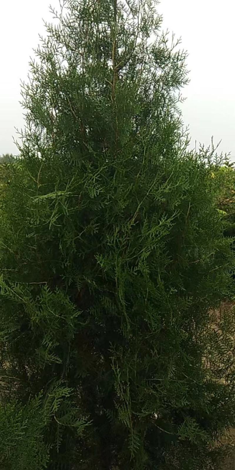 定植侧柏