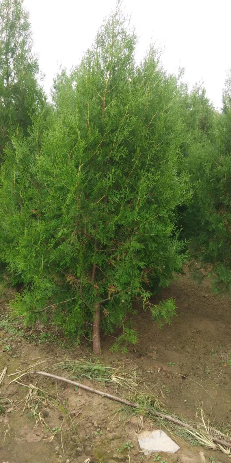 定植侧柏