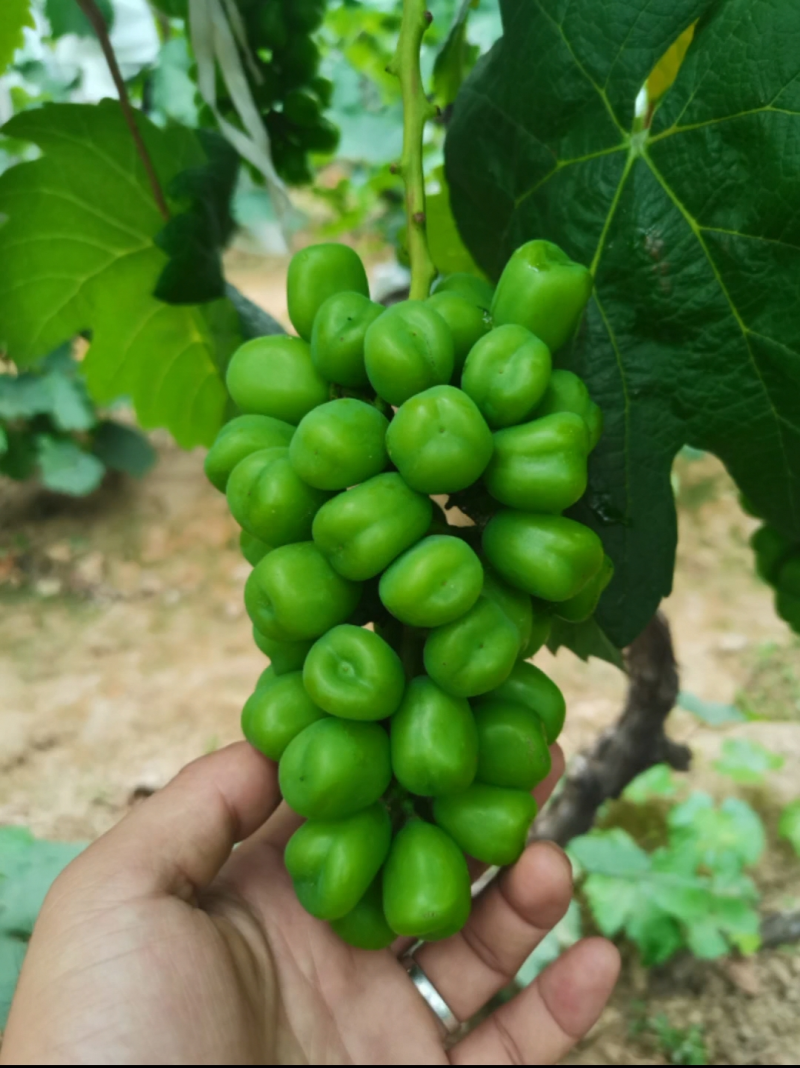 嫁接阳光玫瑰葡萄苗日本晴王葡萄苗纯5BB3309砧木
