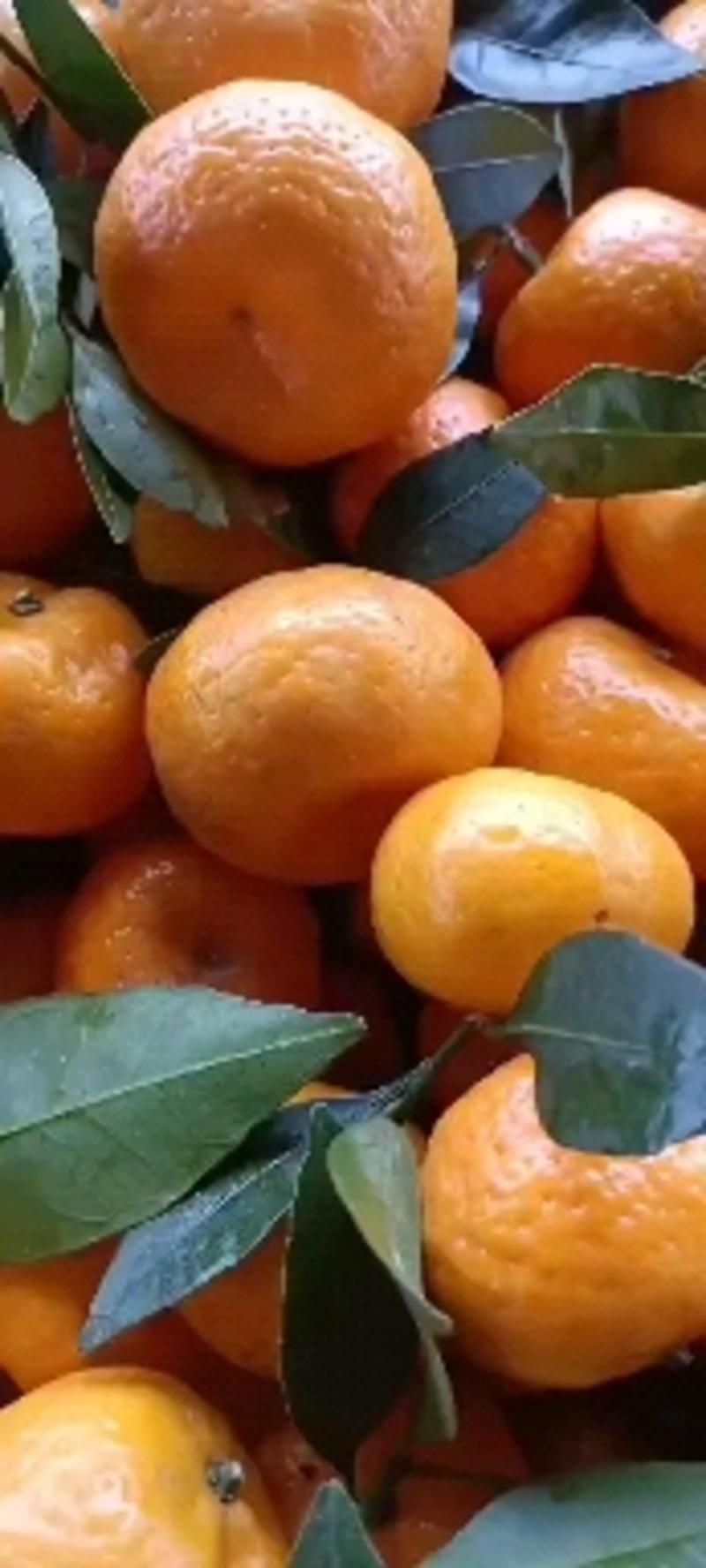 蜜橘，，柑橘，皮薄肉多，产地供应看货论价保质保量欢迎订购