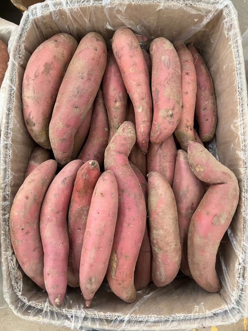 山西白心红薯