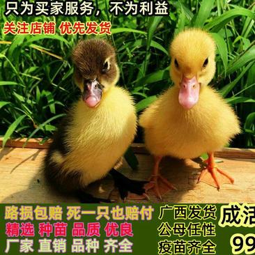江南蛋鸭苗出售批发大种黑番土鸭青头鸭产蛋鸭