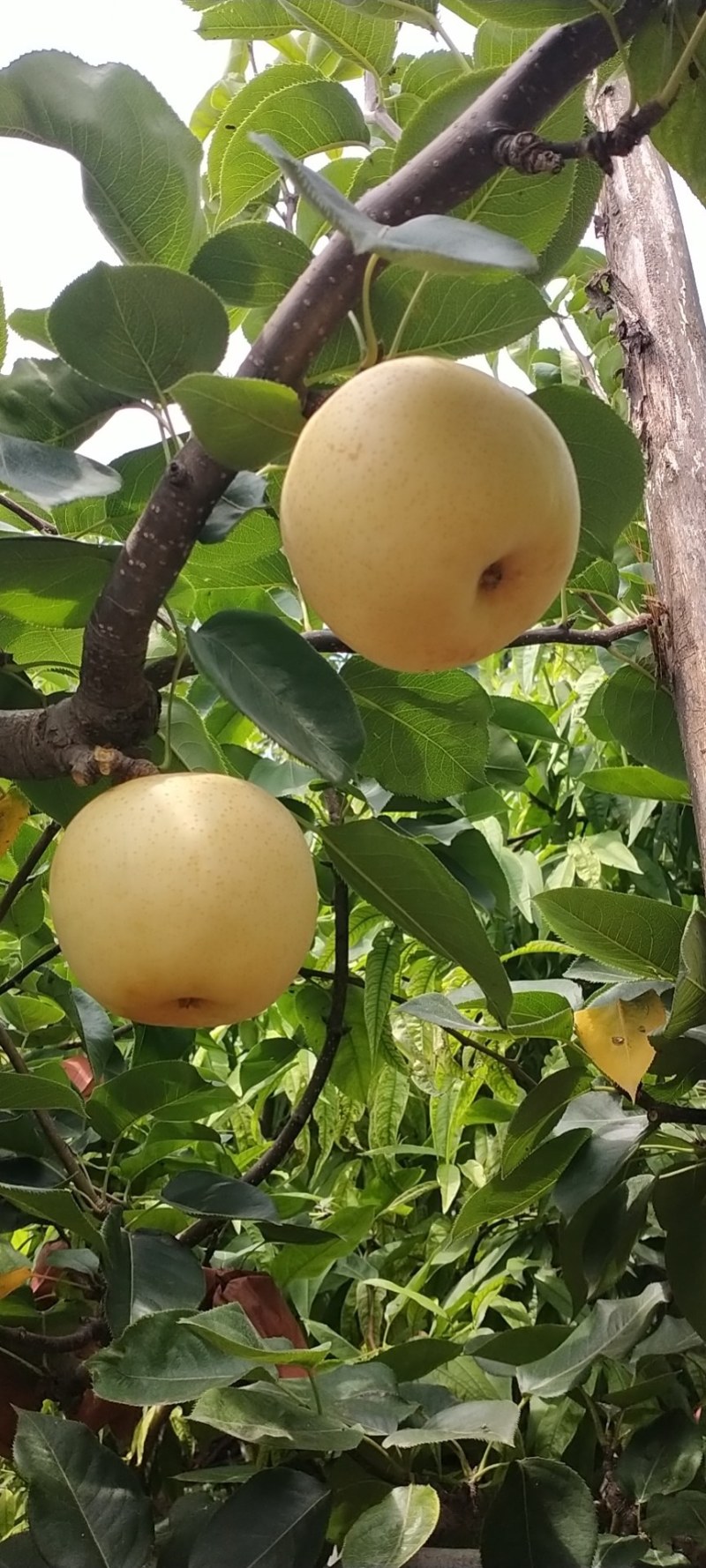 晚秋梨，秋月梨，黄金梨，黄冠大量供应馆陶众康果品市场