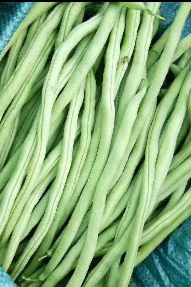 无筋豆种子泰美无筋豆荚长翠绿色无筋结荚密产量高