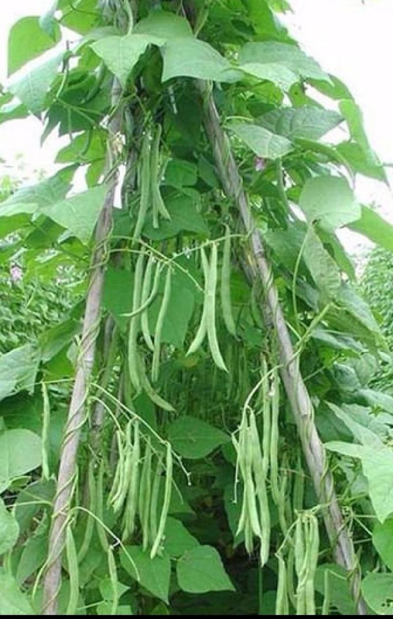 无筋豆种子泰美无筋豆荚长翠绿色无筋结荚密产量高