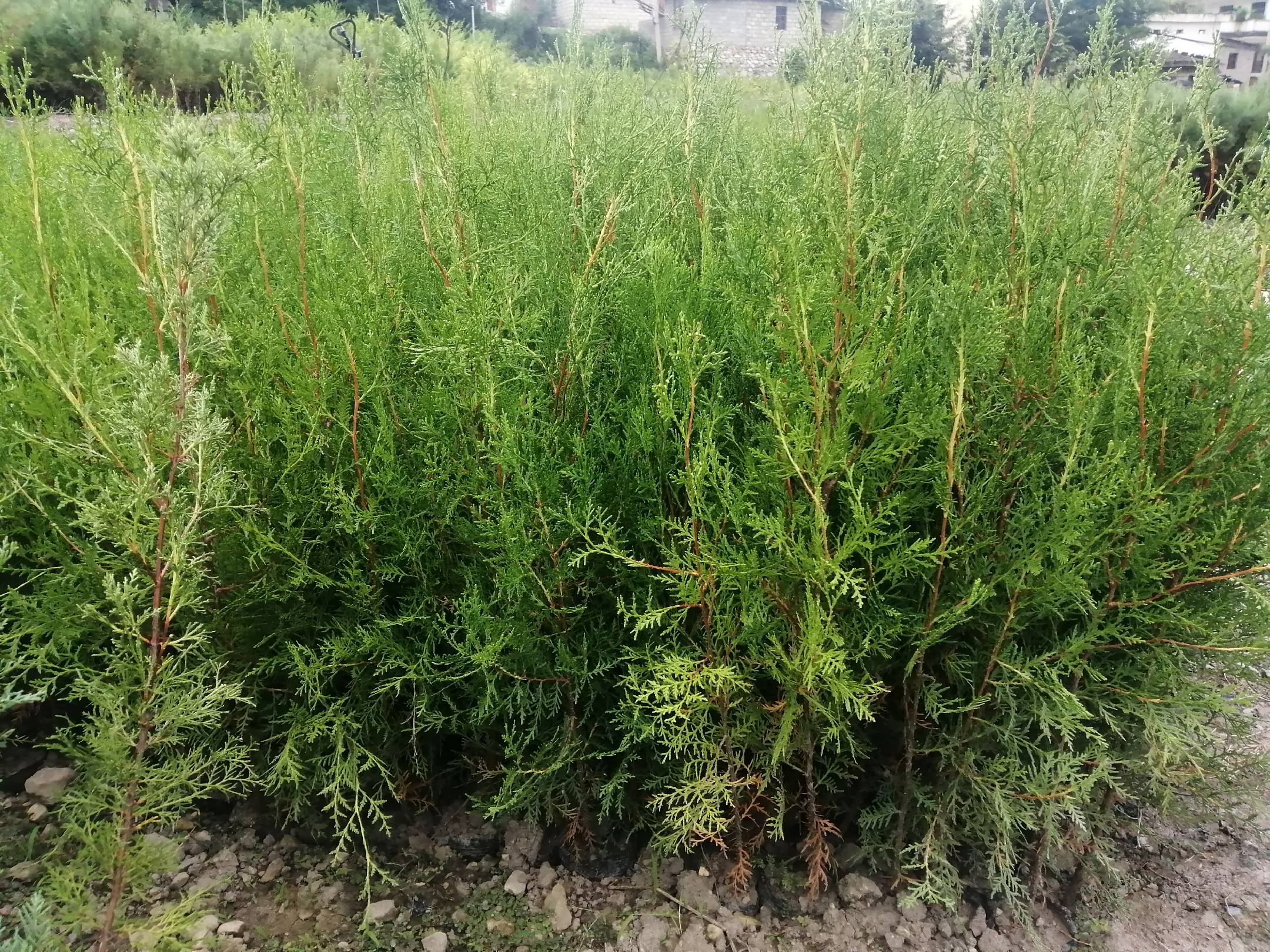 千头侧柏幼苗种植基地