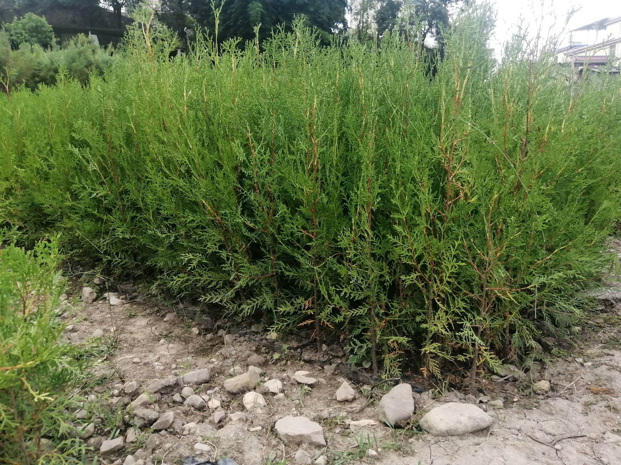 图片说明:侧柏树苗在苗圃中整齐排列,便于管理和运输,是园林绿化工程的常用树种 侧柏树苗在苗圃中整齐排列