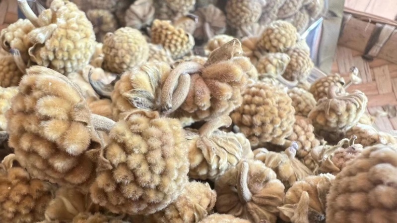 西藏野生绿萝花茶