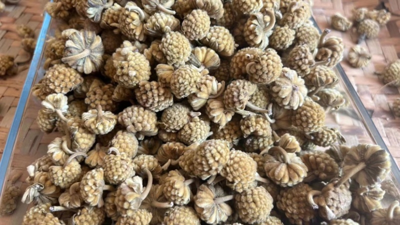 西藏野生绿萝花茶