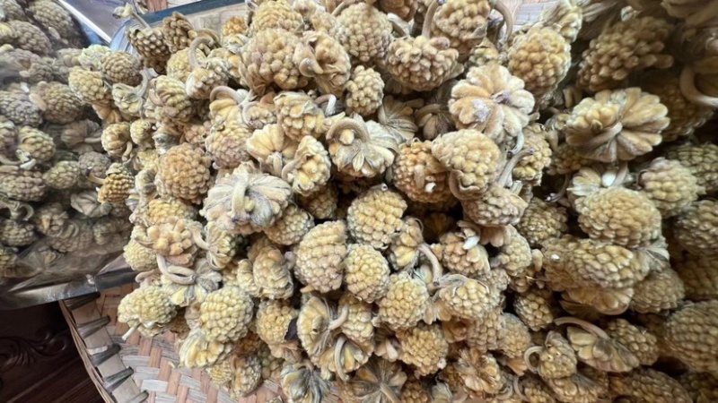 西藏野生绿萝花茶
