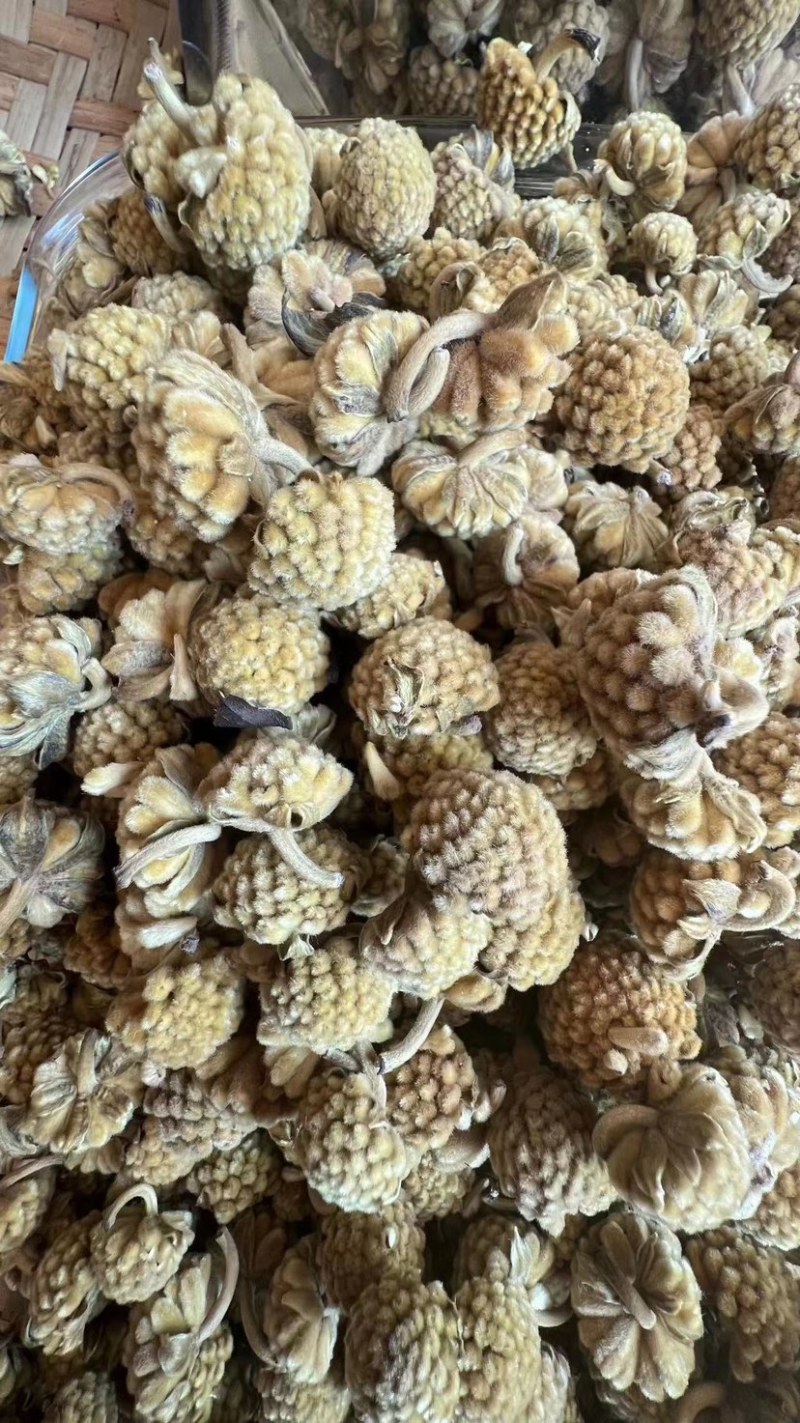 西藏野生绿萝花茶