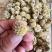 西藏野生绿萝花茶