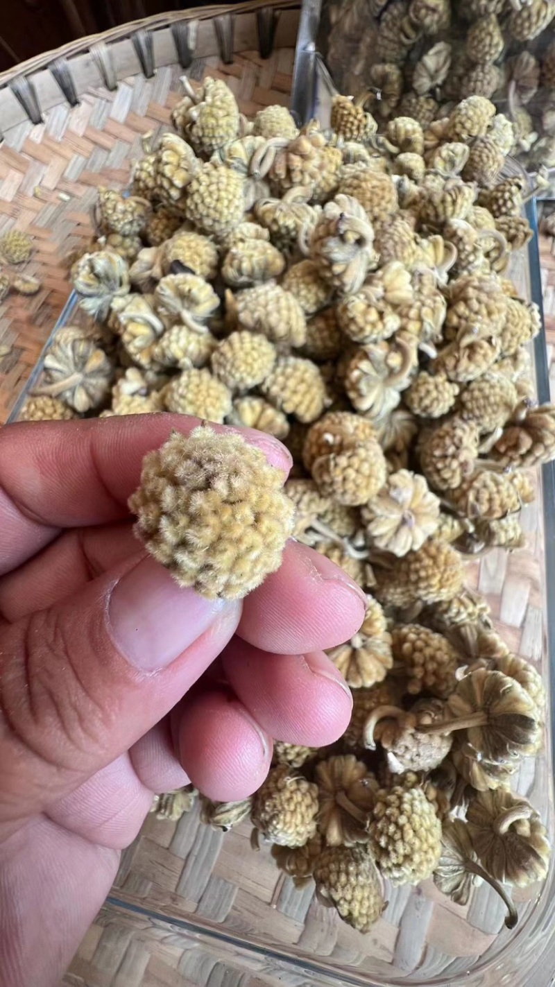 西藏野生绿萝花茶