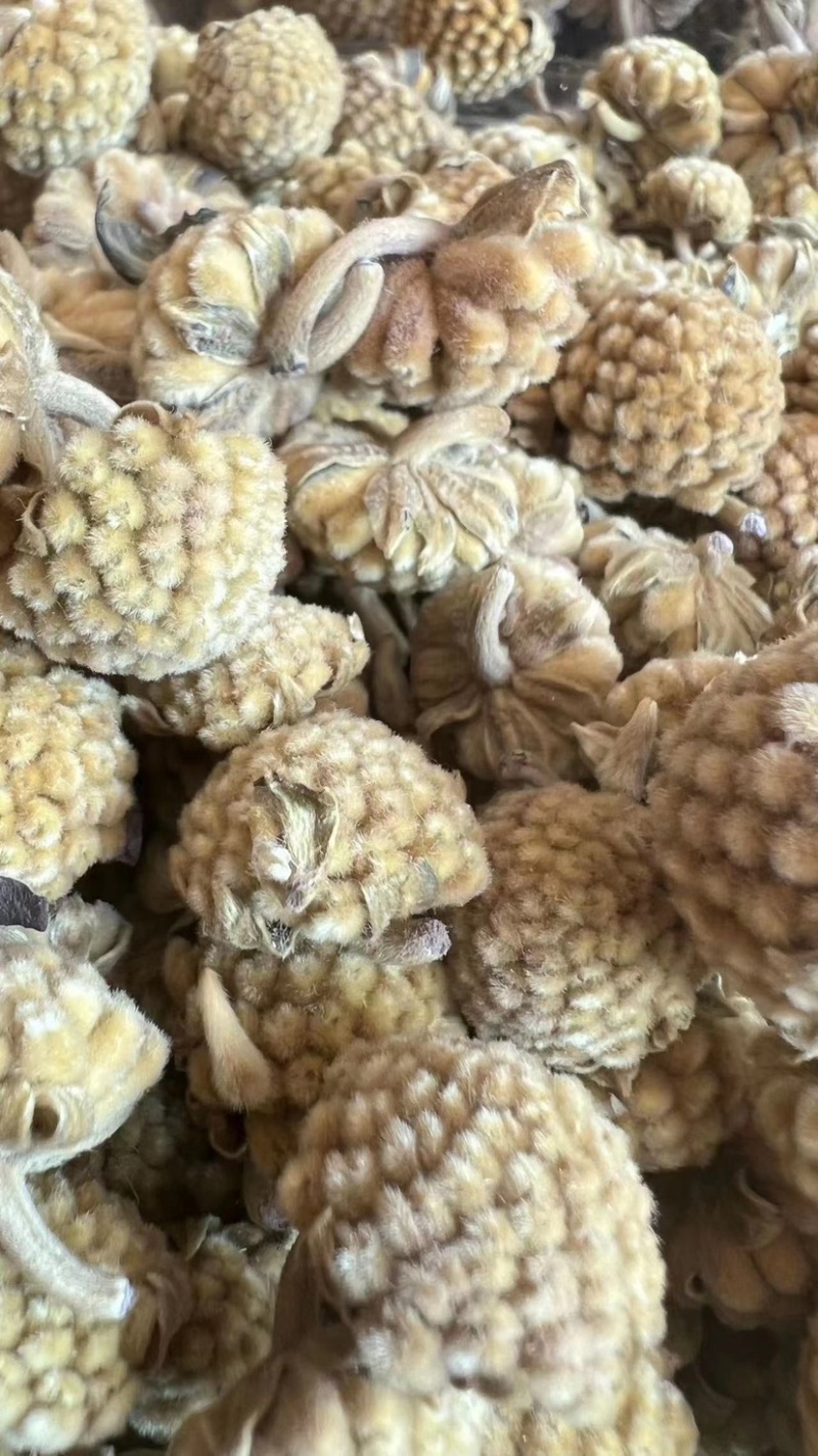 西藏野生绿萝花茶