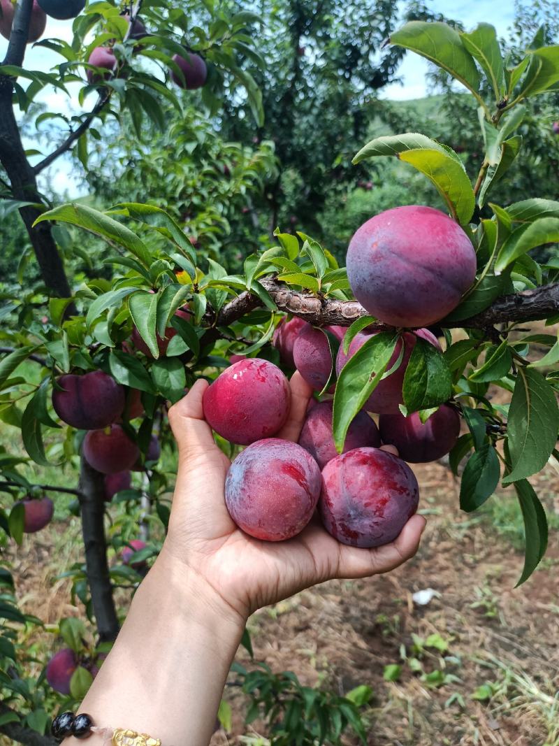 山东沂蒙山区李子《安格诺》已大量上市，基地现摘，可代发货