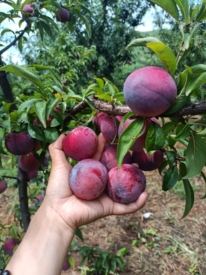 山东沂蒙山区李子《安格诺》已大量上市，基地现摘，可代发货