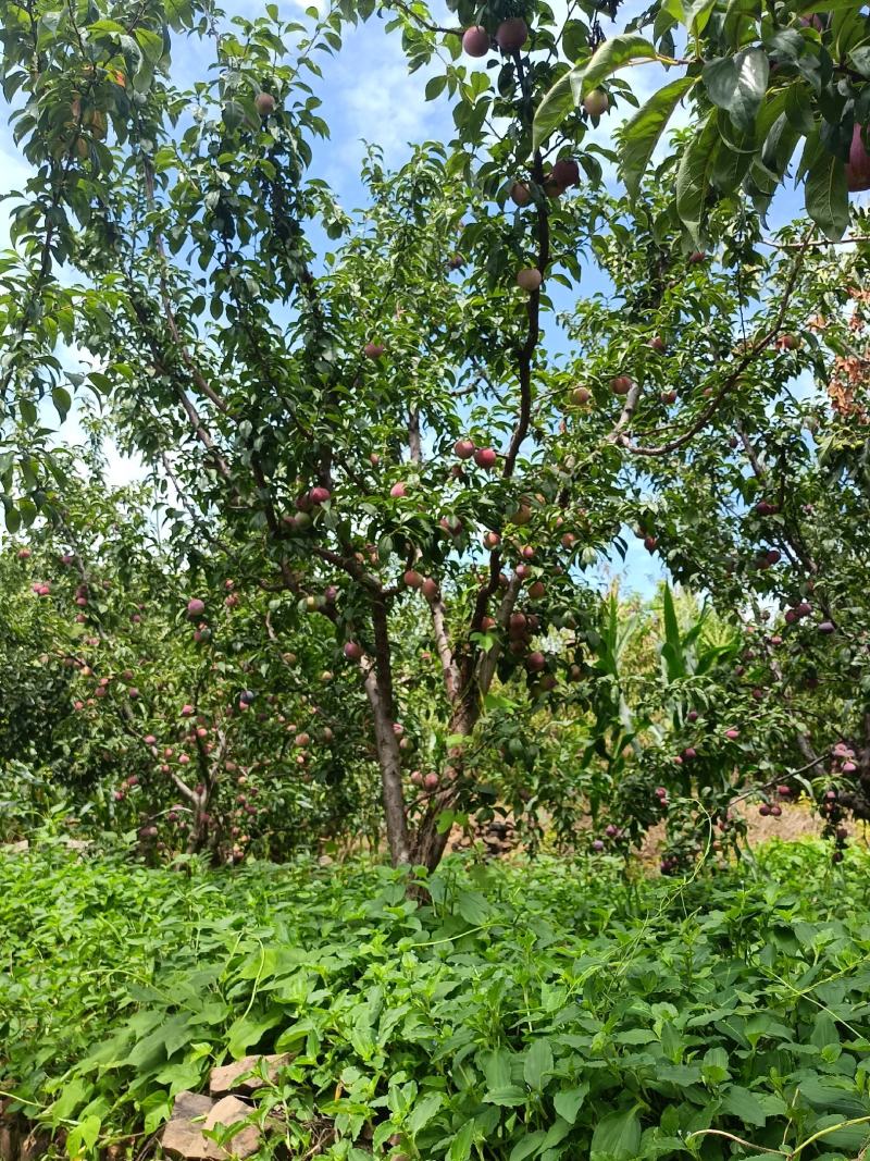 山东沂蒙山区李子《安格诺》已大量上市，基地现摘，可代发货