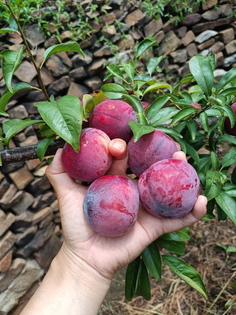 山东沂蒙山区李子《安格诺》已大量上市，基地现摘，可代发货