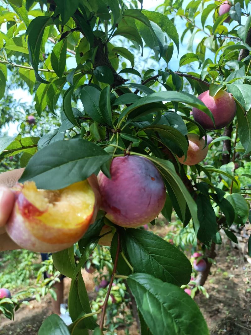 山东沂蒙山区李子《安格诺》已大量上市，基地现摘，可代发货