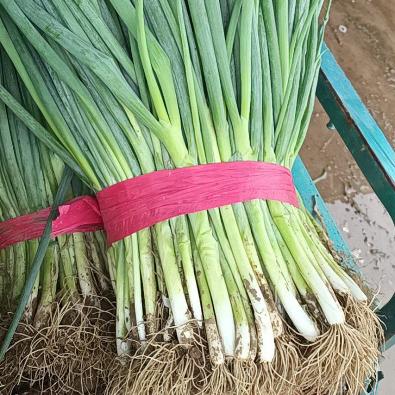 【推荐】河北精品小香葱大量上市葱味十足欢迎采购
