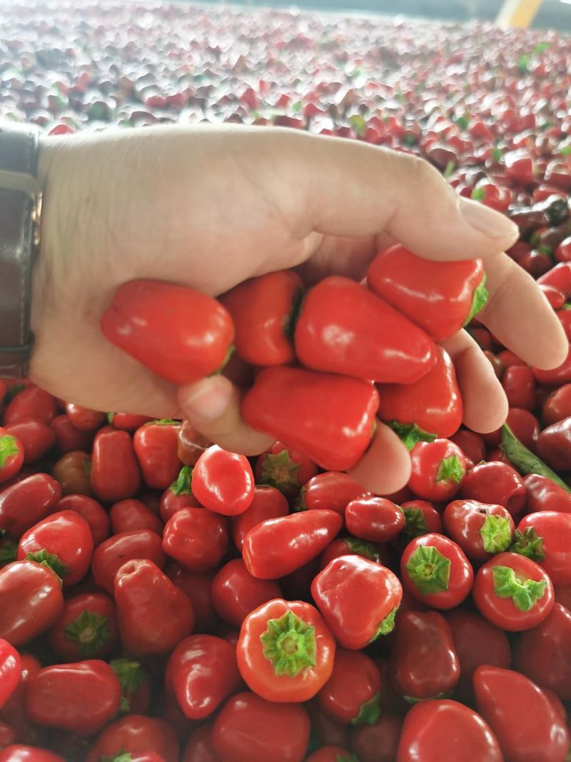 草莓辣椒，灯笼辣椒，草莓椒，灯笼椒，干辣椒，湿辣椒，产地